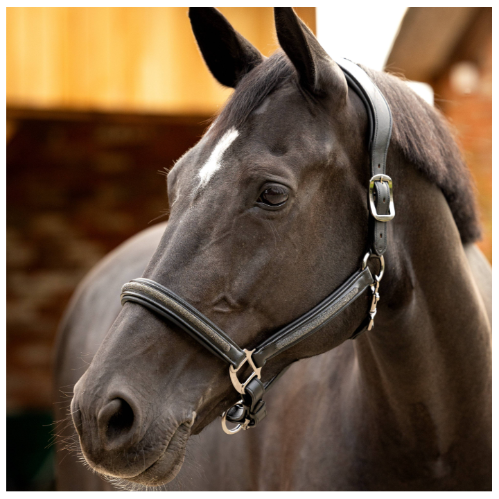 Licol en cuir Crystal - LeMieux