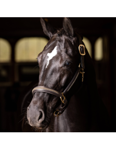 Licol en cuir Crystal - LeMieux 2