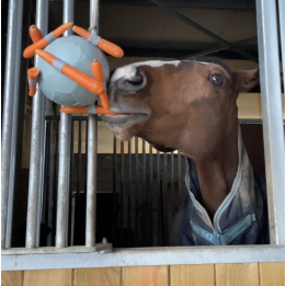 Ballon Carottes