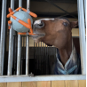 Ballon Carottes