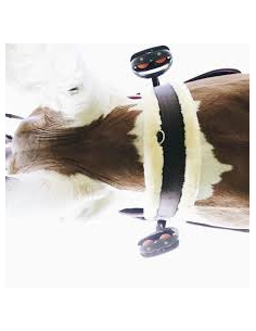 Sangle mouton en nylon noir Kentucky - 115cm