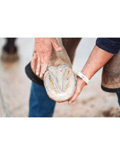 Pediplaste - Ravene 2