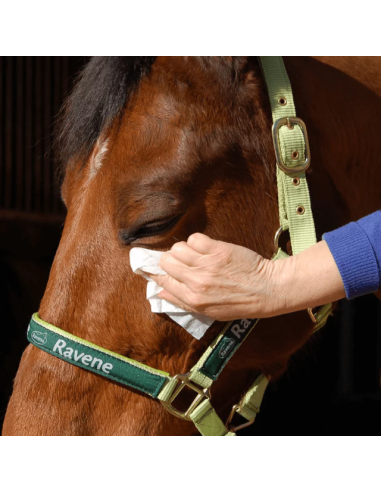 Easy Shine Wipe - Ravene