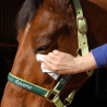 Easy Shine Wipe - Ravene