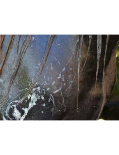 Easy Shine Shampoo - Ravene 2