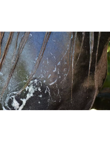 Easy Shine Shampoo - Ravene