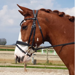 Bridon Évolution Contact Dressage avec Pull Back - IHWT