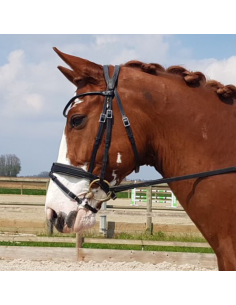 Bridon Évolution Contact Dressage avec Pull Back - IHWT