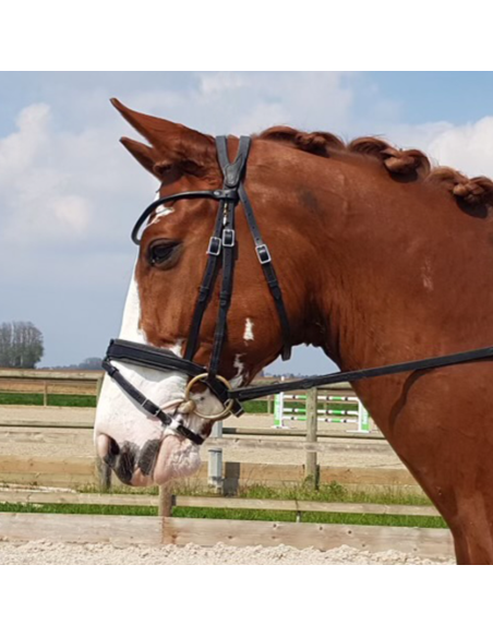 Bridon Évolution Contact Dressage avec Pull Back - IHWT