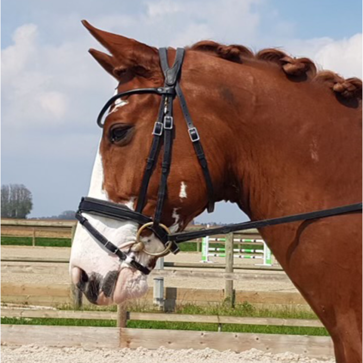Bridon Évolution Contact Dressage avec Pull Back - IHWT