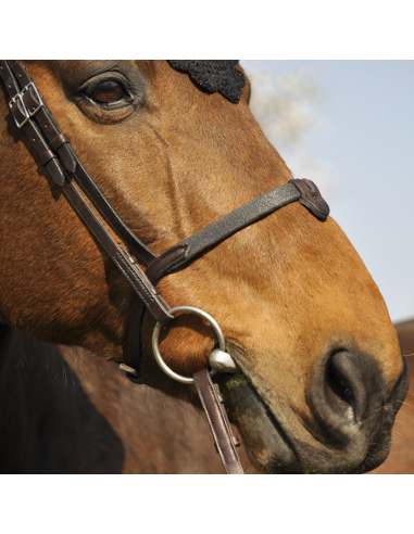 Bridon Évolution Soft T - IHWT