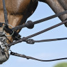 Bride Evolution Contact Dressage avec Pull-Back - IHWT