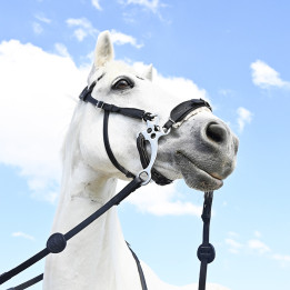 Bridon Evolution pour Hackamore | Sans Branche - IHWT