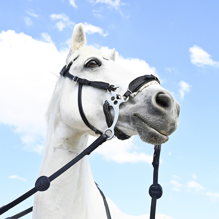 Bridon Evolution pour Hackamore | Sans Branche - IHWT