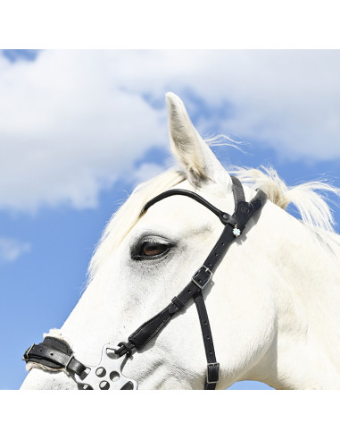 Bridon Evolution pour Hackamore | Sans Branche...