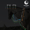 Martingale C-Cure à Anneaux - IHWT