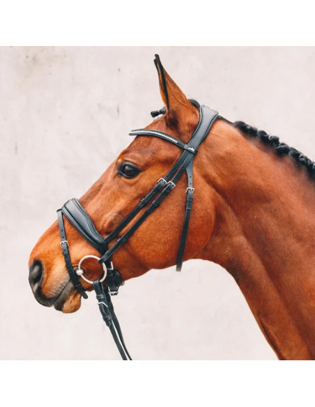 Bridon Stanford - Schockemöhle