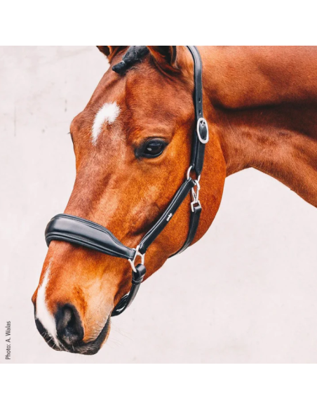 Licol Cuir Fremont Schockemöhle