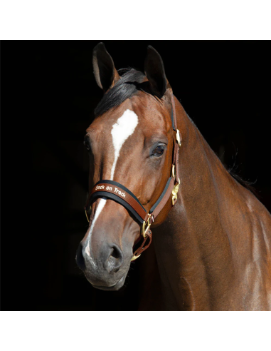 Licol Werano - Back On Track