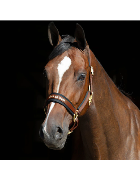 Licol Werano - Back On Track