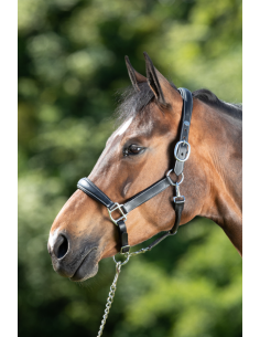 Licol en cuir Grooming - HFI