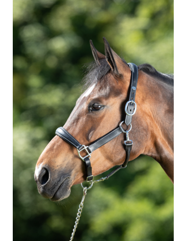 Licol en cuir Grooming - HFI