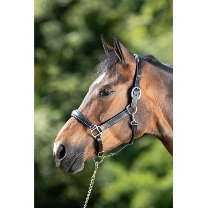 Licol en cuir Grooming - HFI
