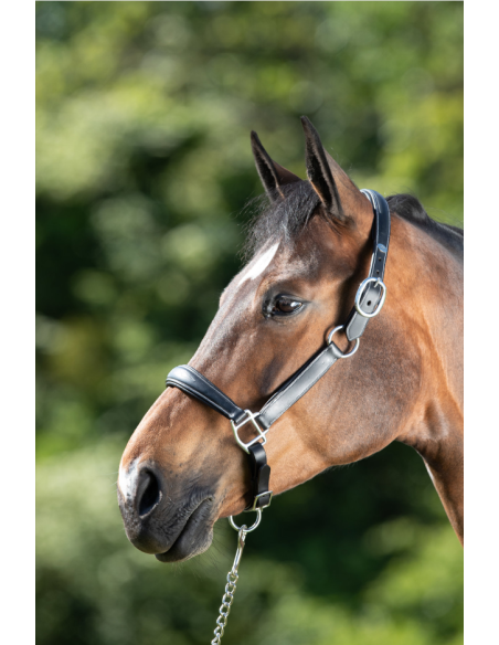 Licol en cuir Grooming - HFI