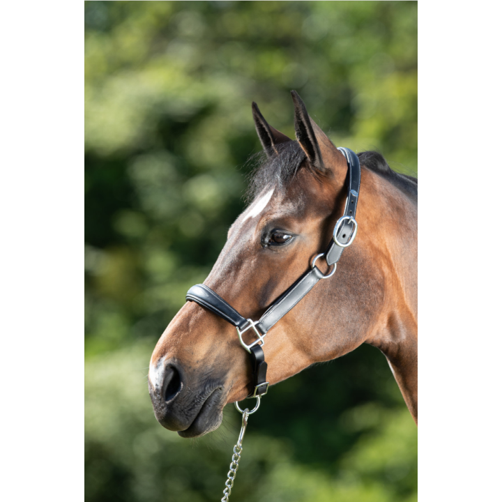 Licol en cuir Grooming - HFI