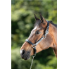 Licol en cuir Grooming - HFI