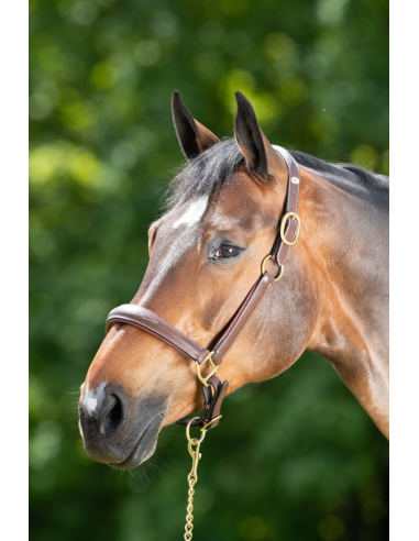 Licol en cuir Grooming - HFI