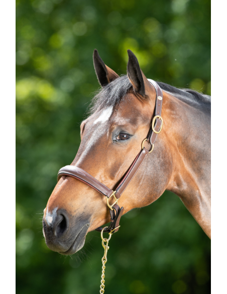 Licol en cuir Grooming - HFI