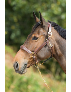 Licol en cuir Grooming - HFI 2