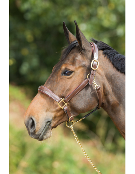 Licol en cuir Grooming - HFI