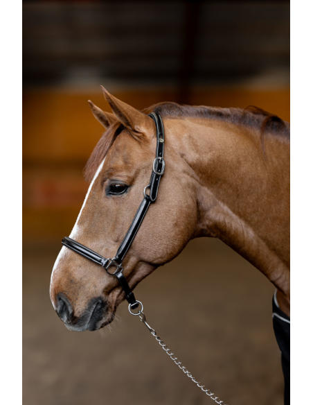 Licol en cuir Little Groom - HFI