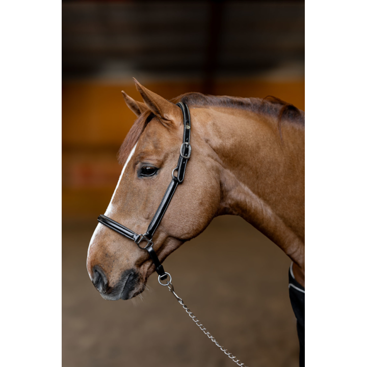 Licol en cuir Little Groom - HFI