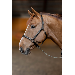 Licol en cuir Little Groom - HFI