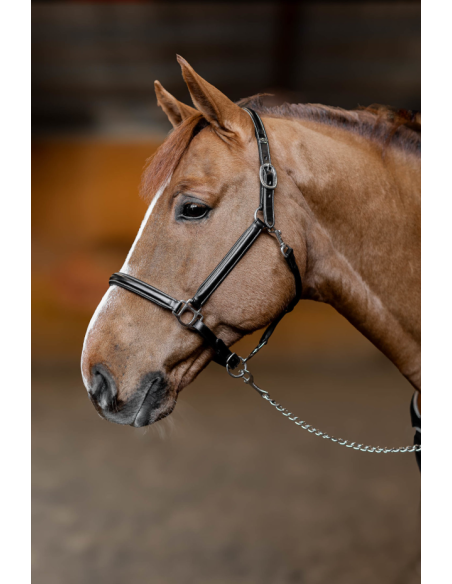 Licol en cuir Little Groom - HFI