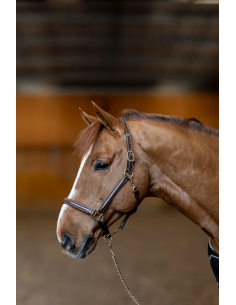 Licol en cuir Little Groom - HFI 2