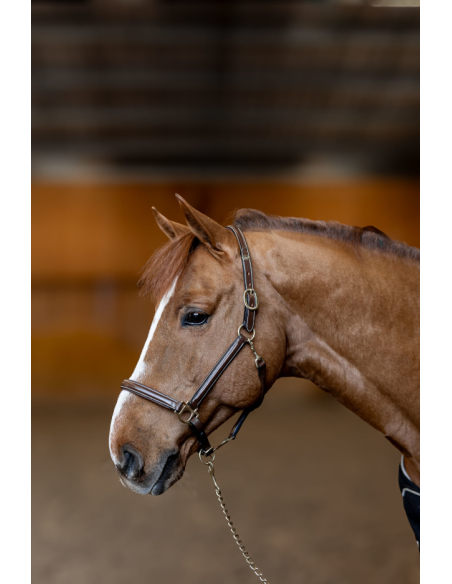 Licol en cuir Little Groom - HFI