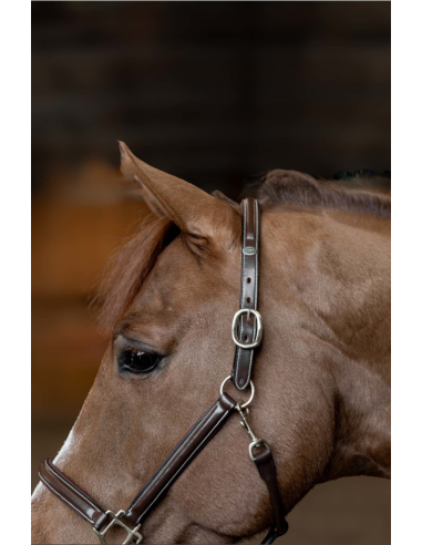 Licol en cuir Little Groom - HFI