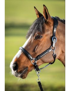 Licol en cuir Wave - HFI