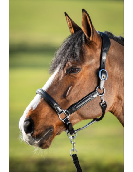 Licol en cuir Wave - HFI