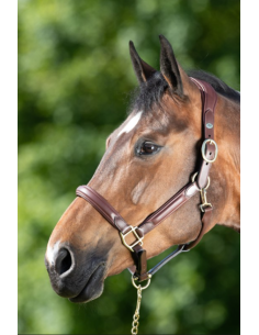 Licol en cuir Wave - HFI 2