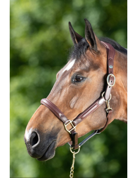 Licol en cuir Wave - HFI