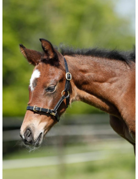 Licol Poulain en cuir - HFI