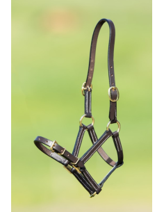 Licol Poulain en cuir - HFI 2