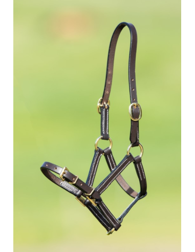 Licol Poulain en cuir - HFI