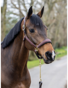 Licol en cuir - LeMieux