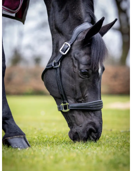 Licol en cuir - LeMieux